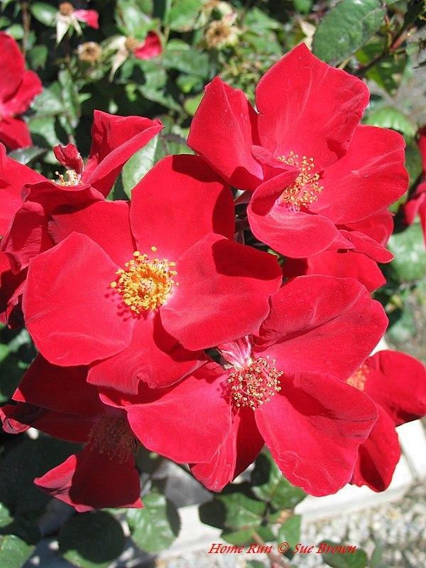 Photo of Rose (Rosa 'Home Run') uploaded by Calif_Sue