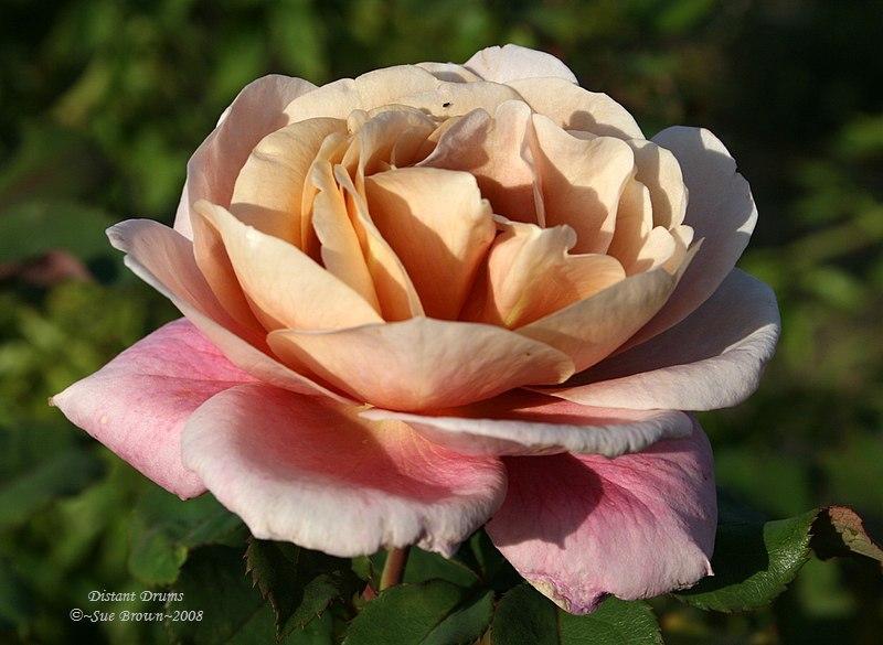 Photo of Rose (Rosa 'Distant Drums') uploaded by Calif_Sue