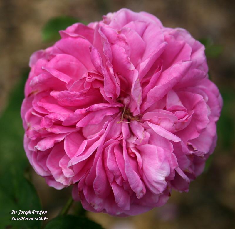Photo of Rose (Rosa 'Sir Joseph Paxton') uploaded by Calif_Sue