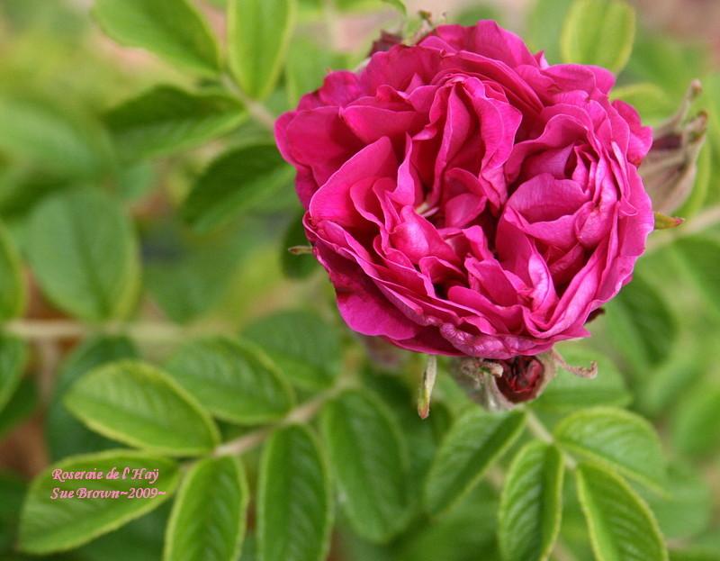 Photo of Rose (Rosa 'Roseraie de l'Hay') uploaded by Calif_Sue