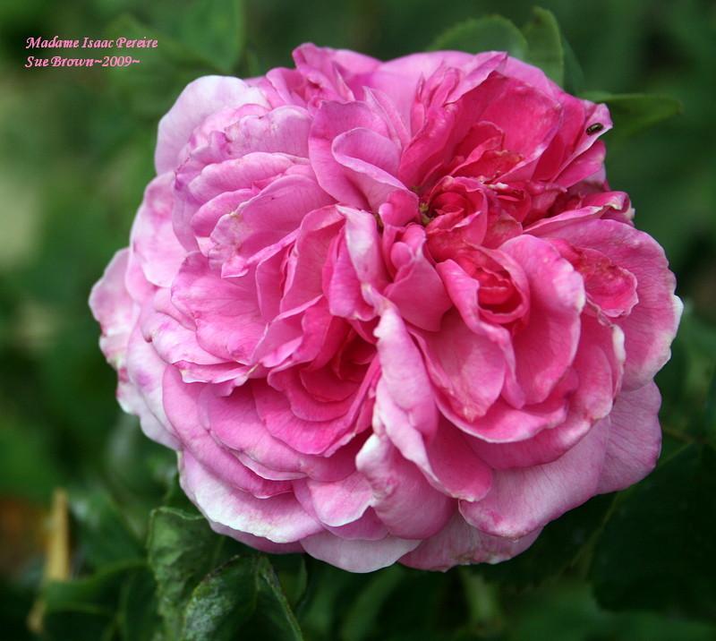Photo of Rose (Rosa 'Madame Isaac Pereire') uploaded by Calif_Sue