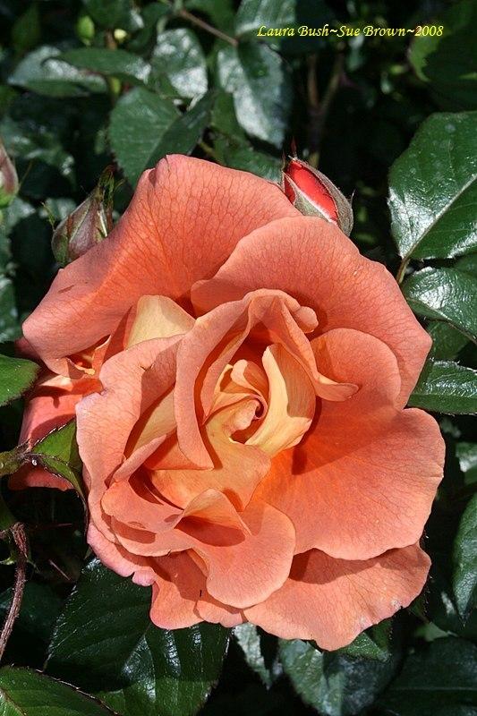 Photo of Rose (Rosa 'Laura Bush') uploaded by Calif_Sue
