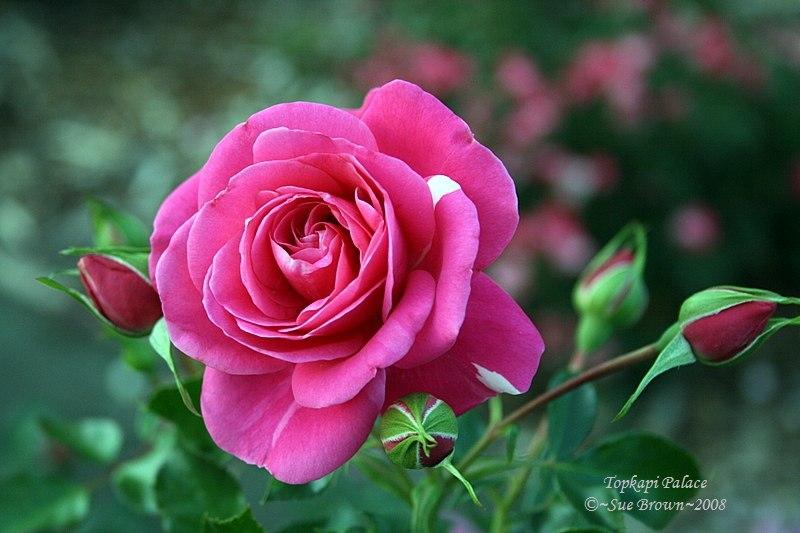 Photo of Rose (Rosa 'Topkapi Palace') uploaded by Calif_Sue