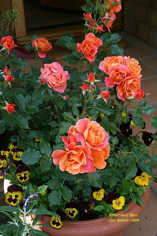 Photo of Rose (Rosa 'Disneyland Rose') uploaded by Calif_Sue