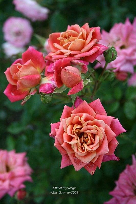 Photo of Rose (Rosa 'Sweet Revenge') uploaded by Calif_Sue