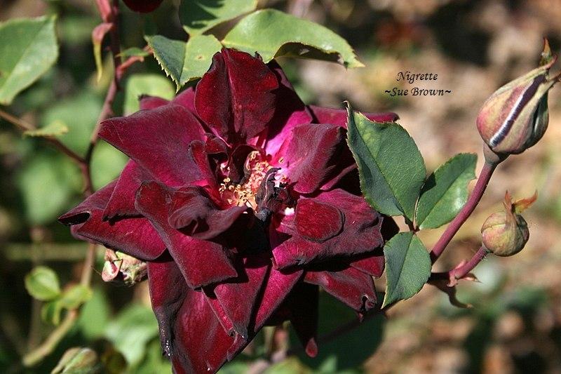 Photo of Rose (Rosa 'Nigrette') uploaded by Calif_Sue