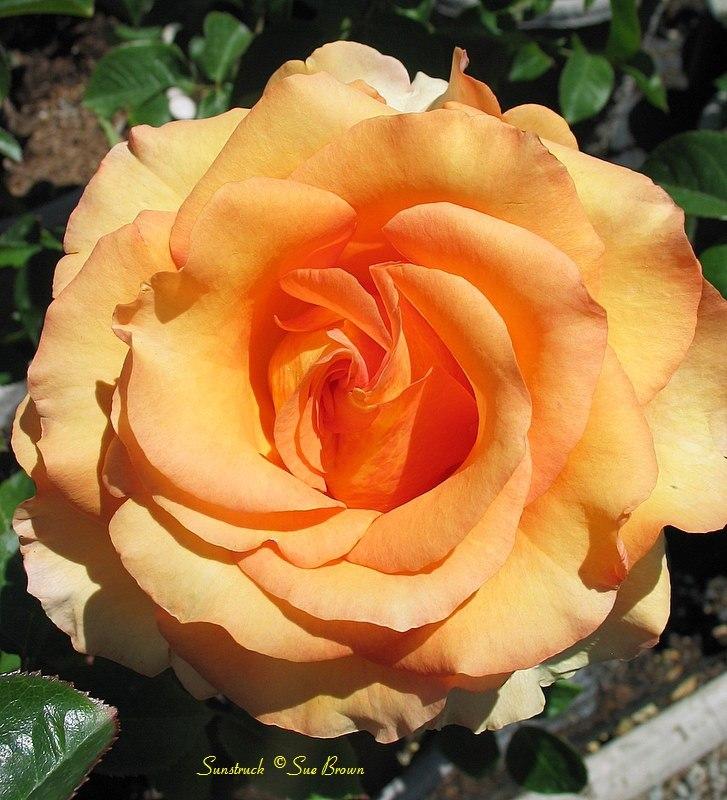 Photo of Rose (Rosa 'Sunstruck') uploaded by Calif_Sue