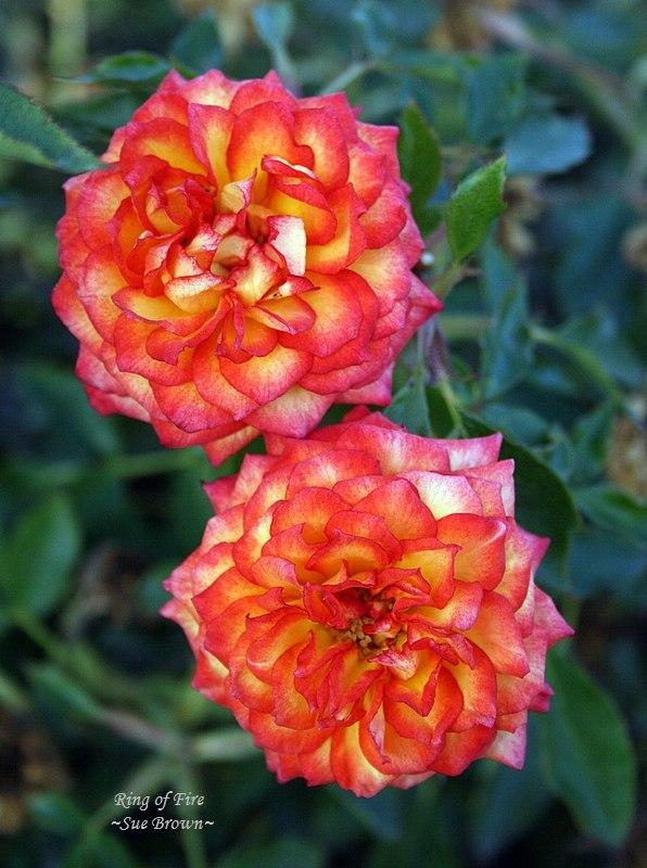Photo of Rose (Rosa 'Ring of Fire') uploaded by Calif_Sue