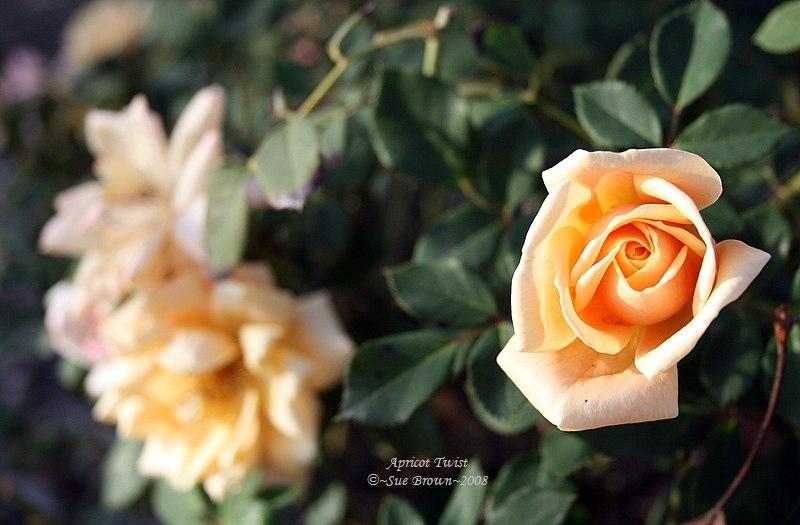 Photo of Rose (Rosa 'Apricot Twist') uploaded by Calif_Sue