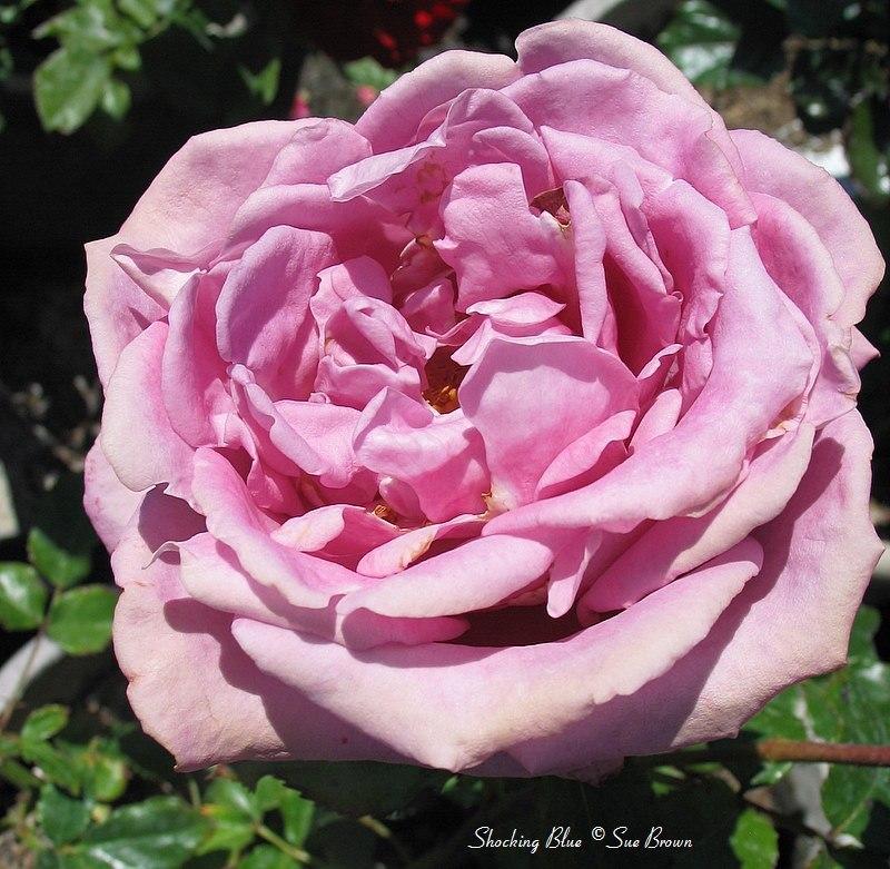 Photo of Floribunda Rose (Rosa 'Shocking Blue') uploaded by Calif_Sue