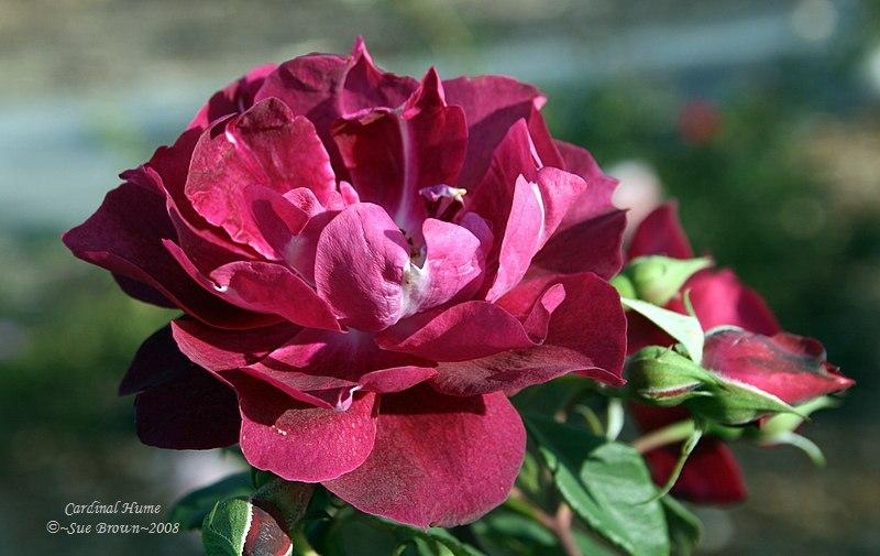 Photo of Shrub Rose (Rosa 'Cardinal Hume') uploaded by Calif_Sue