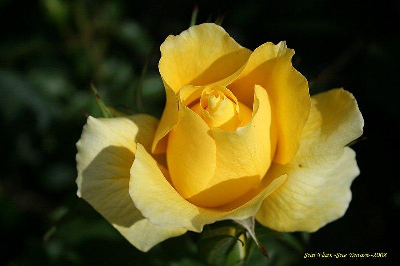 Photo of Rose (Rosa 'Sun Flare') uploaded by Calif_Sue
