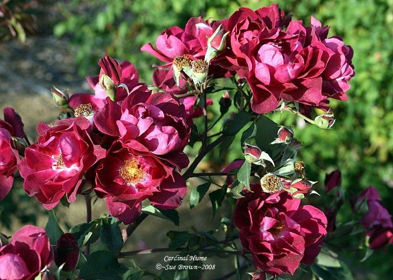 Photo of Shrub Rose (Rosa 'Cardinal Hume') uploaded by Calif_Sue