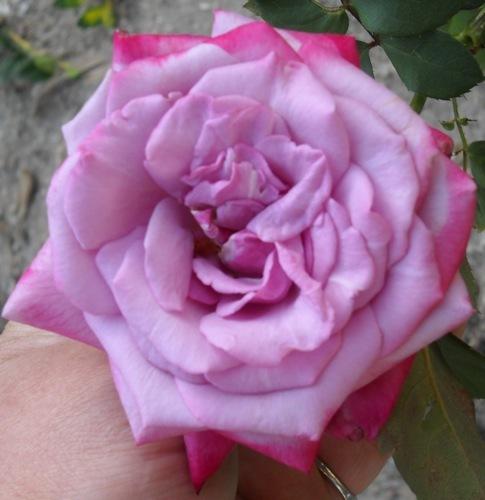 Photo of Rose (Rosa 'Paradise') uploaded by Skiekitty