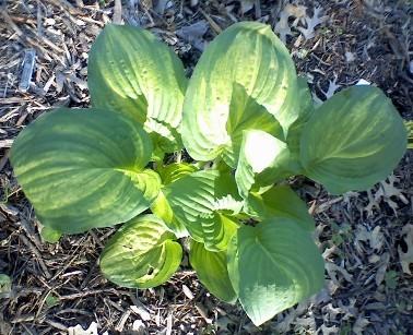 Photo of Hosta 'Stealth' uploaded by conifers