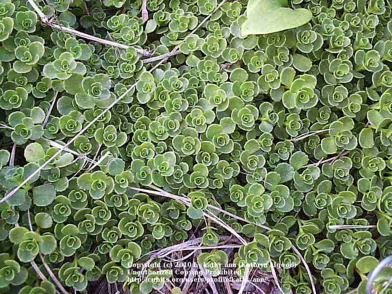 Photo of Two-Row Stonecrop (Phedimus spurius 'John Creech') uploaded by kathy_ann
