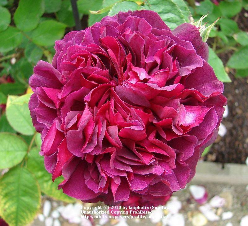 Photo of Rose (Rosa 'William Shakespeare') uploaded by kniphofia