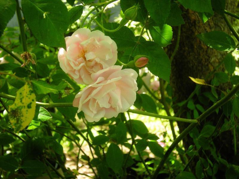 Photo of Rose (Rosa 'Natchitoches Noisette') uploaded by melva