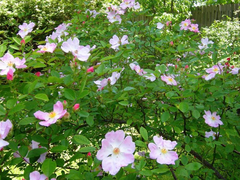 Photo of Rose (Rosa 'Nozomi') uploaded by melva