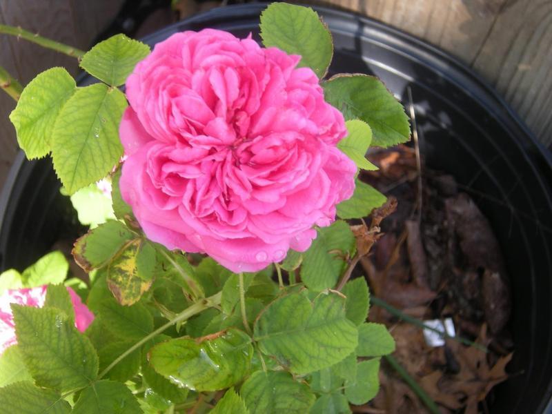 Photo of Rose (Rosa 'Yolande d' Aragon') uploaded by melva