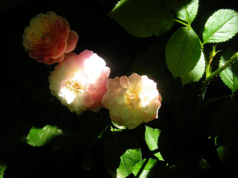Photo of Rose (Rosa 'Walferdange') uploaded by melva