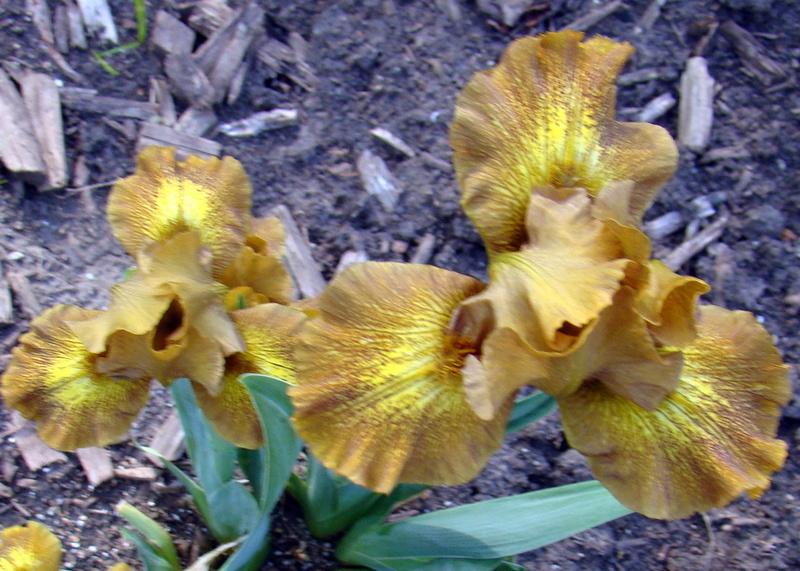 Photo of Standard Dwarf Bearded Iris (Iris 'Snickers') uploaded by stilldew
