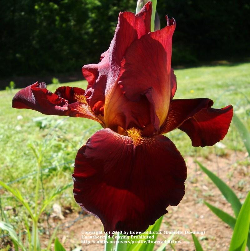 Photo of Tall Bearded Iris (Iris 'Sultan's Palace') uploaded by floweraddictnc