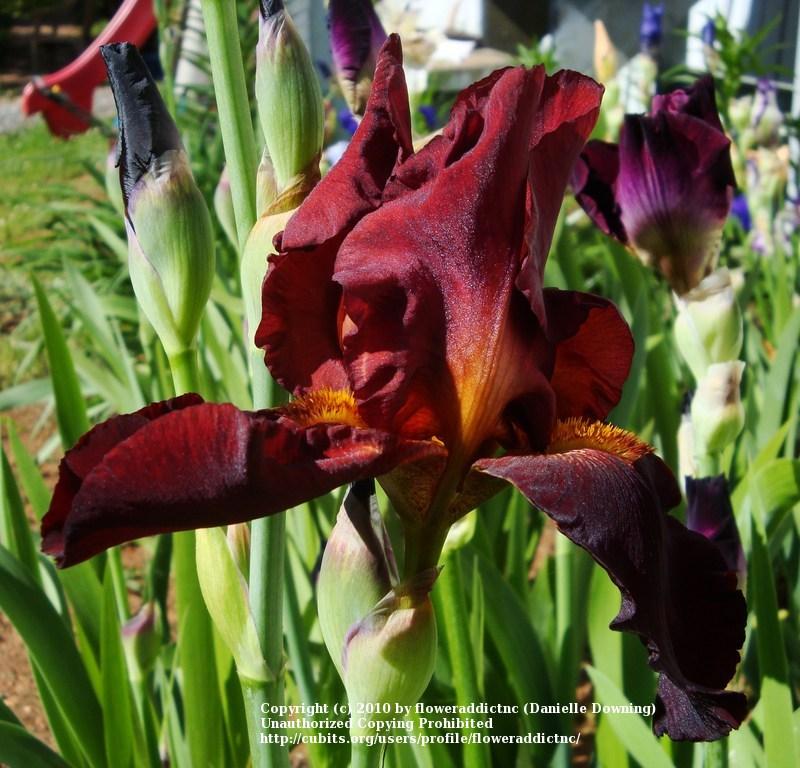 Photo of Tall Bearded Iris (Iris 'Sultan's Palace') uploaded by floweraddictnc