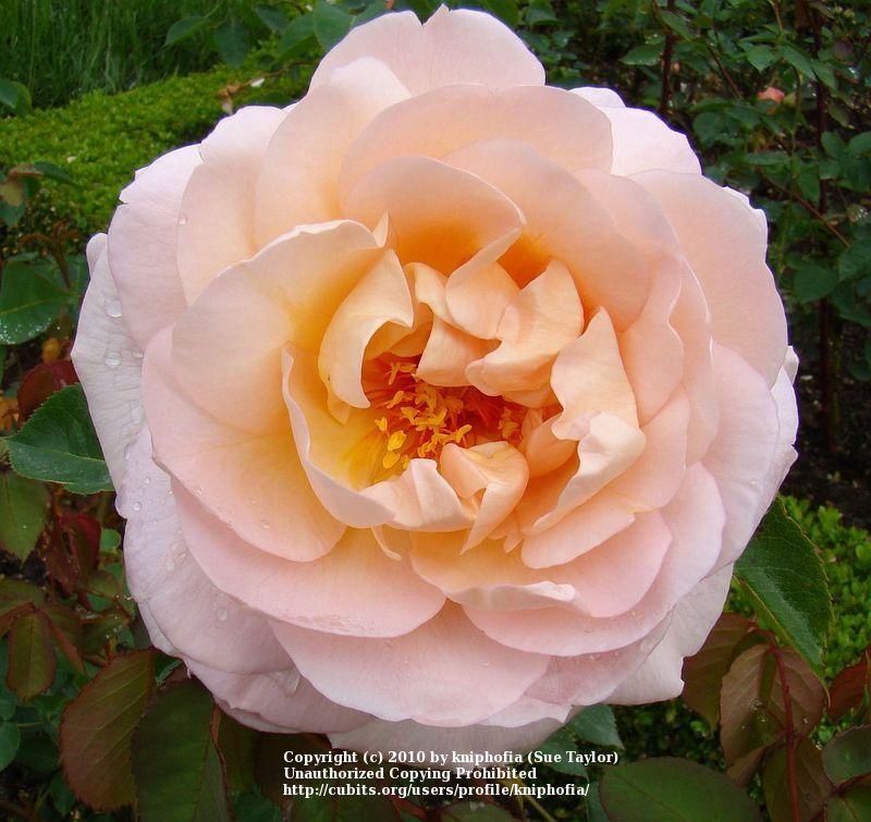 Photo of Rose (Rosa 'Belle Story') uploaded by kniphofia