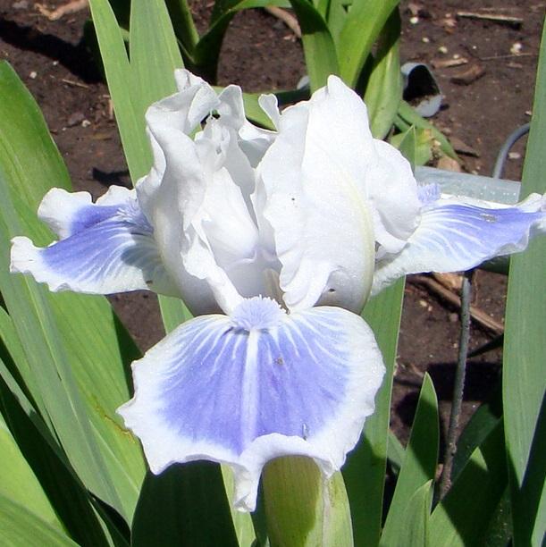 Photo of Standard Dwarf Bearded Iris (Iris 'Big Blue Eyes') uploaded by stilldew