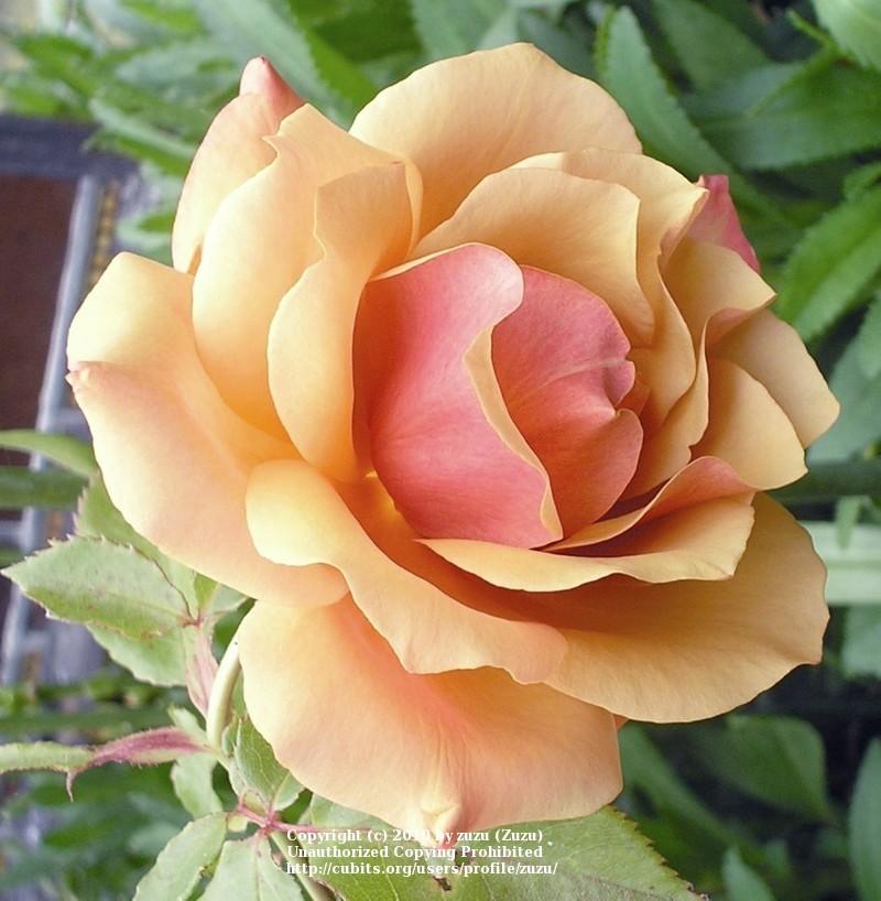 Photo of Rose (Rosa 'Belle Epoque') uploaded by zuzu