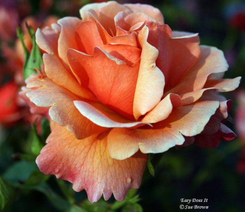 Photo of Rose (Rosa 'Easy Does It') uploaded by Calif_Sue