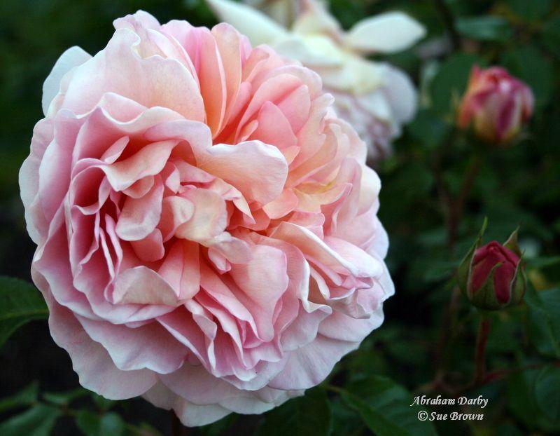 Photo of Rose (Rosa 'Abraham Darby') uploaded by Calif_Sue