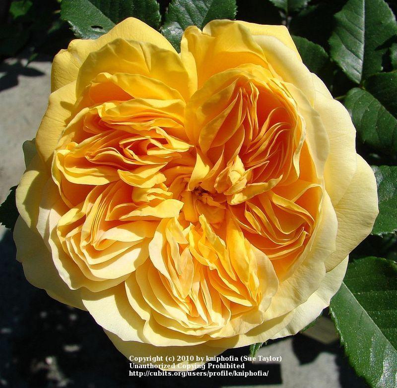Photo of Rose (Rosa 'Golden Zest') uploaded by kniphofia