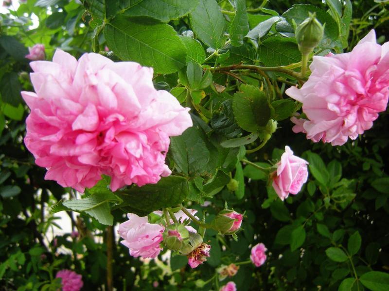 Photo of Damask Rose (Rosa 'Ispahan') uploaded by melva