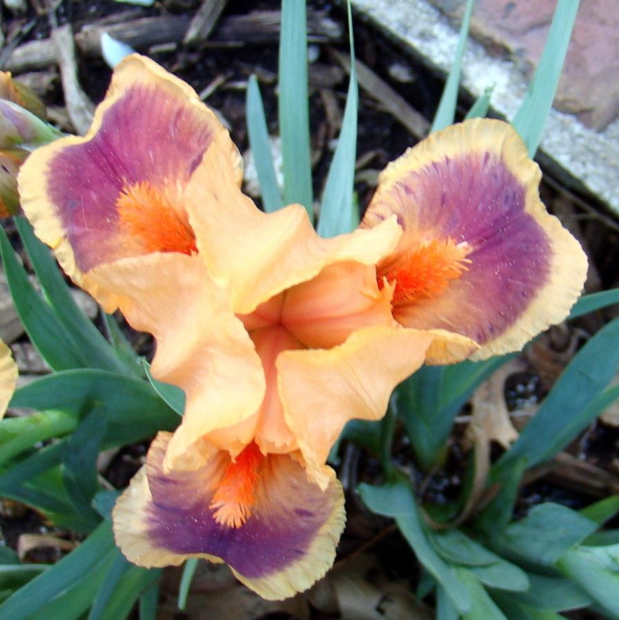 Photo of Standard Dwarf Bearded Iris (Iris 'Pele') uploaded by stilldew