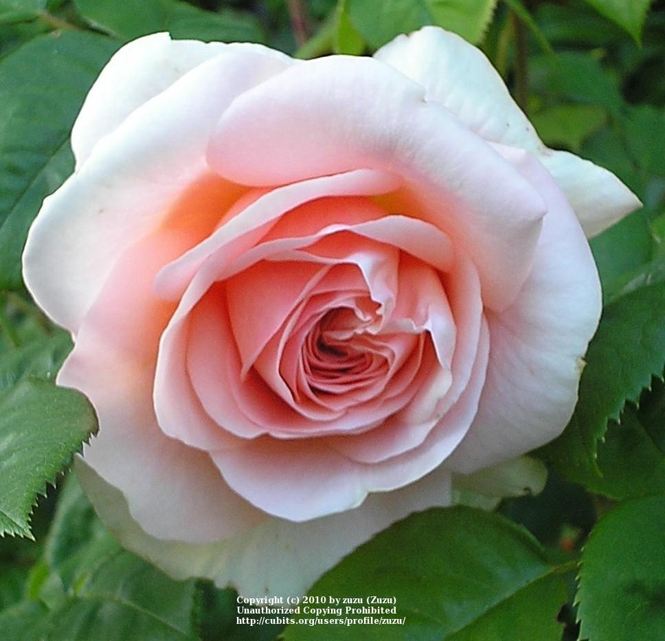 Photo of Rose (Rosa 'Ambridge Rose') uploaded by zuzu