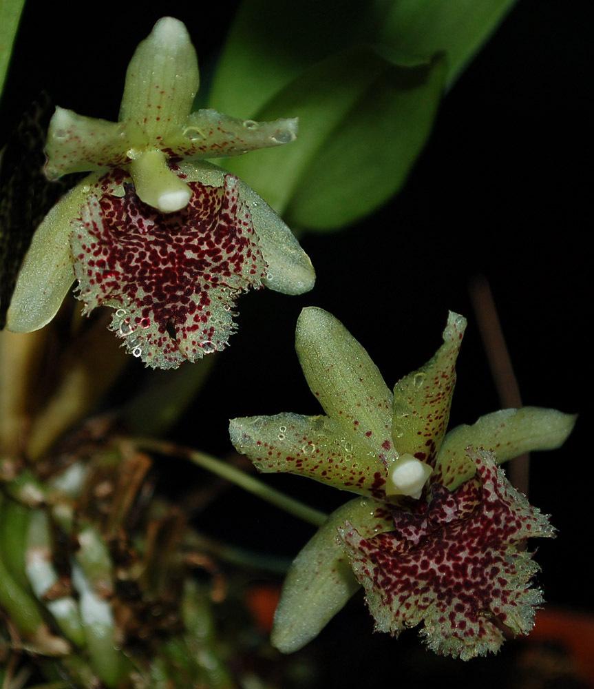 Photo of Orchid (Kefersteinia tolimensis) uploaded by Ursula