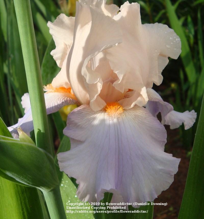 Photo of Tall Bearded Iris (Iris 'Celebration Song') uploaded by floweraddictnc