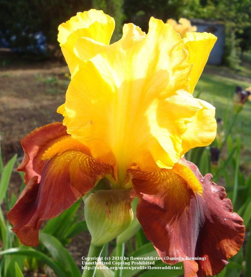 Photo of Tall Bearded Iris (Iris 'Circus World') uploaded by floweraddictnc
