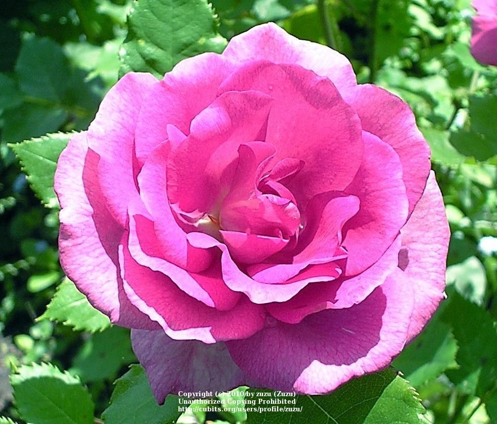 Photo of Rose (Rosa 'Cotillion') uploaded by zuzu