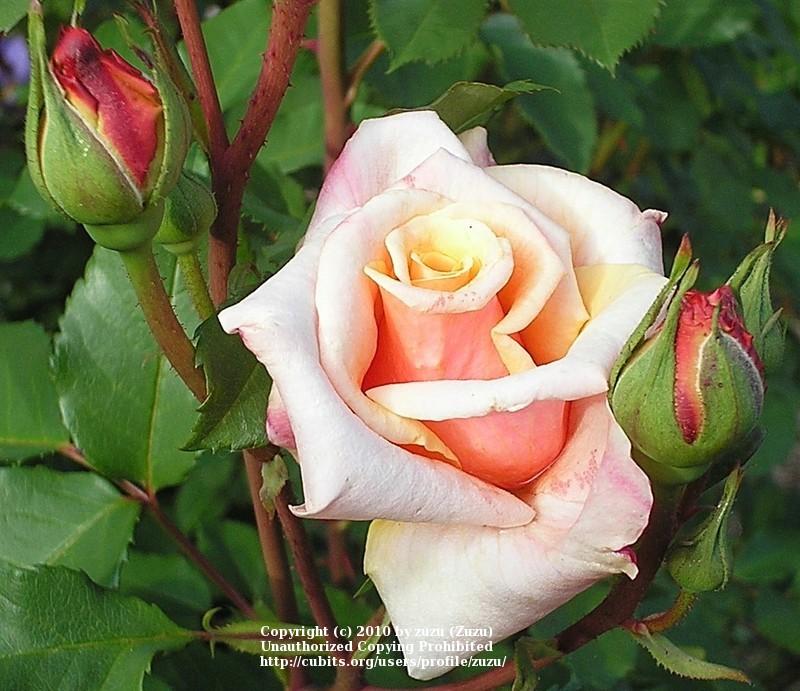 Photo of Rose (Rosa 'Caramella') uploaded by zuzu
