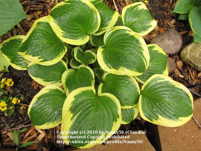 Photo of Hosta 'Queen Josephine' uploaded by Nanny56