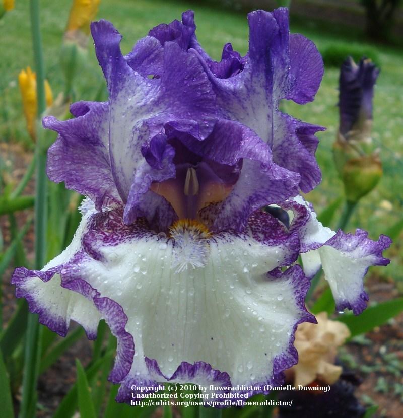 Photo of Tall Bearded Iris (Iris 'Got the Melody') uploaded by floweraddictnc