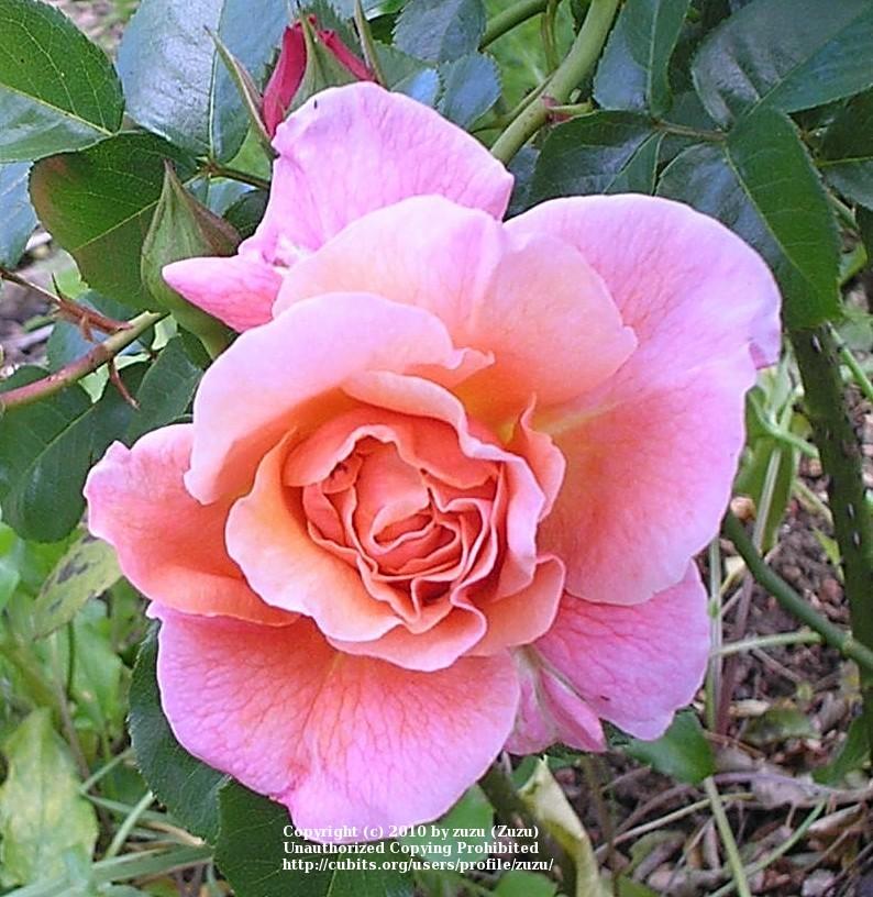 Photo of Rose (Rosa 'Marie Curie') uploaded by zuzu