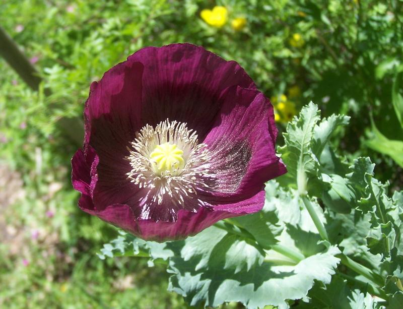 Photo of Opium Poppy (Papaver somniferum) uploaded by LindaTX8