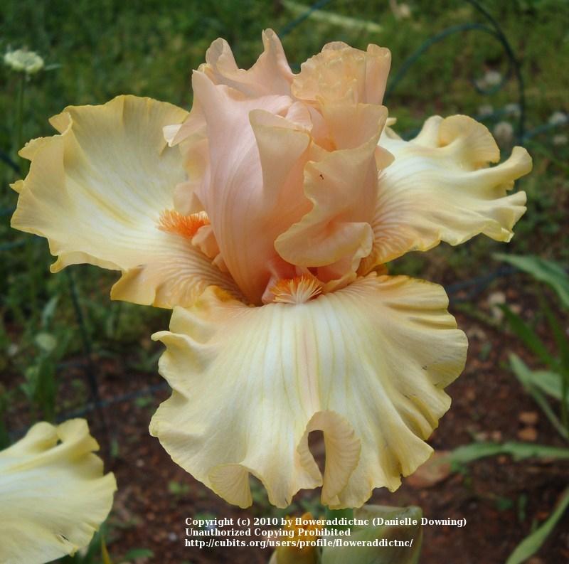 Photo of Tall Bearded Iris (Iris 'Awesome Blossom') uploaded by floweraddictnc