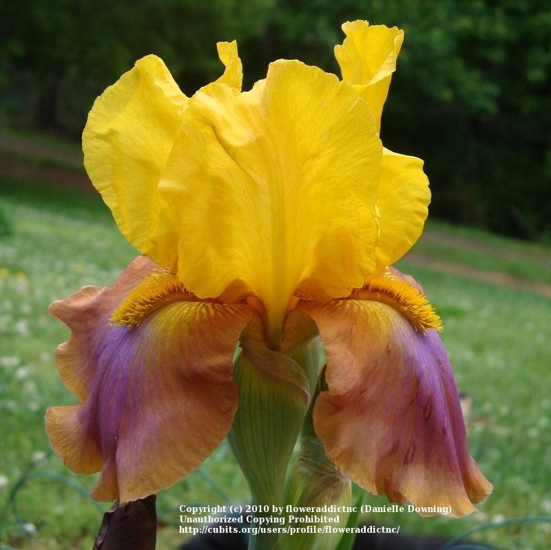 Photo of Tall Bearded Iris (Iris 'Megabucks') uploaded by floweraddictnc