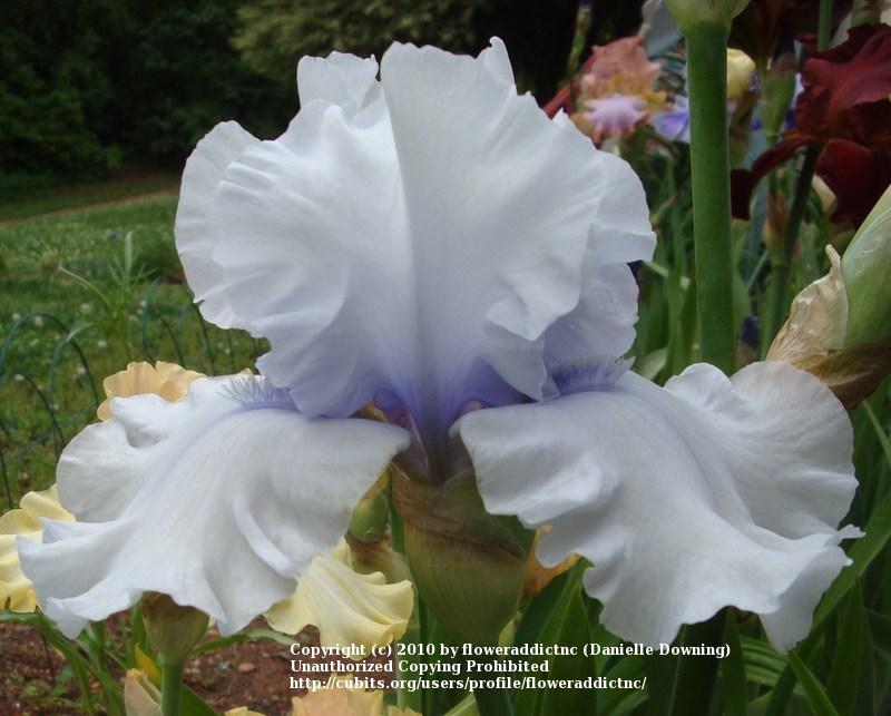 Photo of Tall Bearded Iris (Iris 'Winter Waltz') uploaded by floweraddictnc