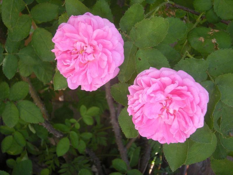 Photo of Rose (Rosa 'Salet') uploaded by melva